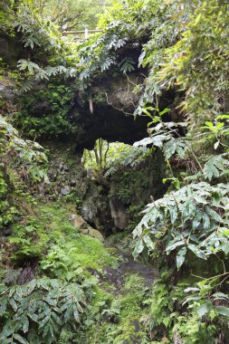 Ormanda yeşil yosun