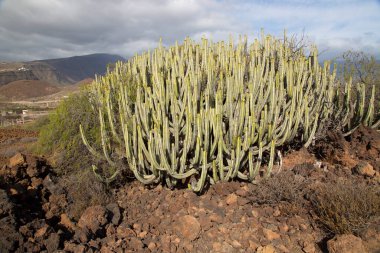 Kaktüs bitkileriyle volkanik vadi manzarası