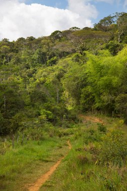 Tropikal ormandan geçen güzel bir yol manzarası