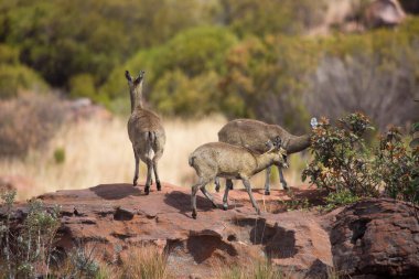 Dağlarda bir grup vahşi genç geyik.