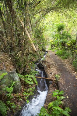 Ormanda güzel bir şelale 