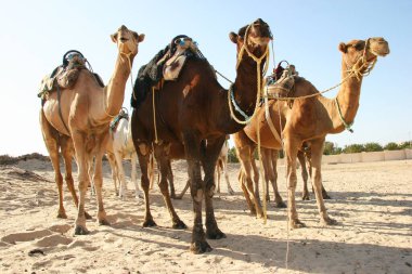 Yükün canavarı Dromedary, Camelus dromedarius, Sahra Çölü 'nde nakliye işini yapıyor.