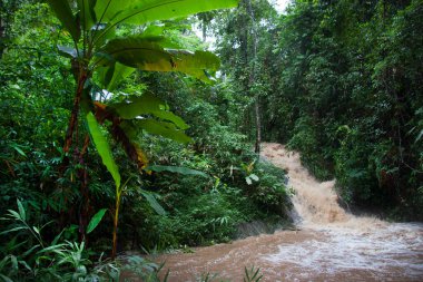 Ormandaki nehirden su akar.