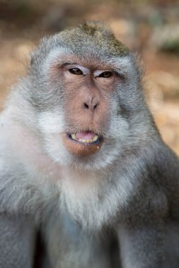 Yengeç yiyen ya da uzun kuyruklu macaque, Macaca fascicularis, bölgeyi rahatça gözlemliyor.