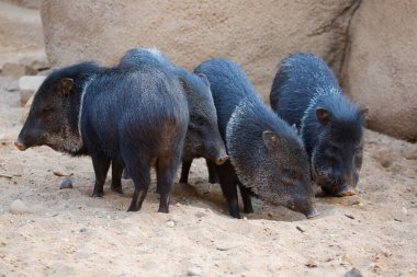Ormandaki bir domuzun yakın plan fotoğrafı.