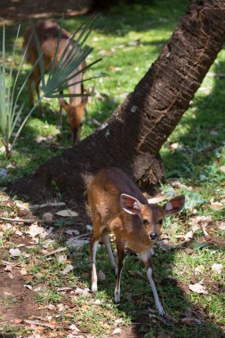 Vahşi doğadaki en tatlı geyik manzarası