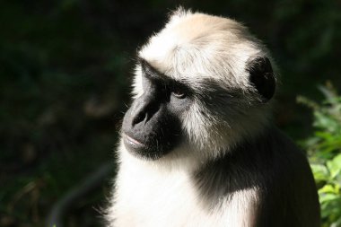 Şirin tüylü bir maymunun portresi