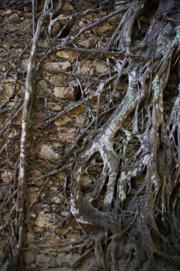 Duvardaki ağaç köklerinin yakın plan çekimi.