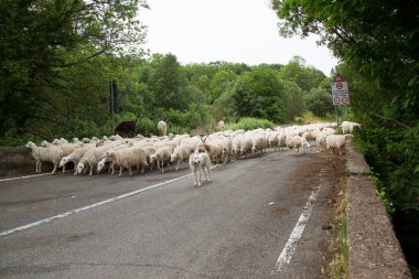 Yolda yürüyen koyun ve keçi sürüsü