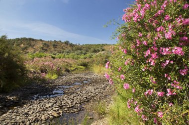 Akdeniz bölgesindeki zakkum ağaçları