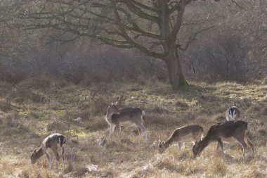 Ormanda bir grup genç geyik.