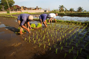 Terasta çalışan insanlar pirinç tarlaları, sawa 