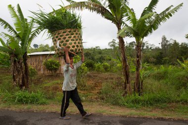 Adam kafasında büyük bir sepet yeşillik taşıyor.