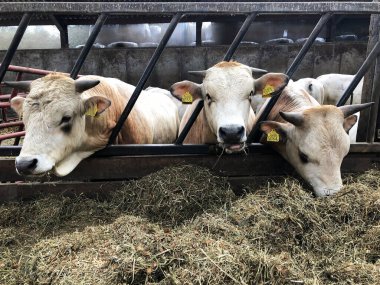 Çiftlikteki ineklerin manzarasını kapat.