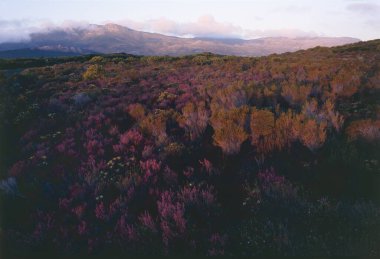 Ağacı ve dağı olan güzel bir manzara.