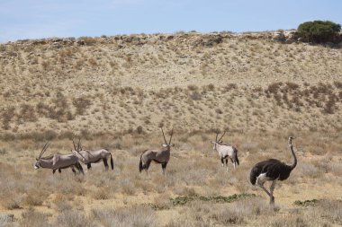 Gemsbok sürüsü ya da Güney Afrika antilobu, Afrika antilobu ceylanı Kalahari çölündeki kuru otların arasında yürüyor ve otluyor.