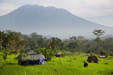 Dağlarda pirinç tarlası