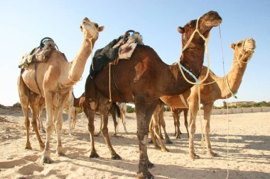 Yükün canavarı Dromedary, Camelus dromedarius, Sahra Çölü 'nde nakliye işini yapıyor.