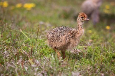 Civciv devekuşuna yakın çekim, çimlerin üzerinde Struth io Camelus