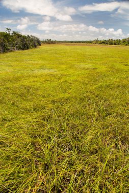 Mavi gökyüzü ile yeşil çimen tarlası