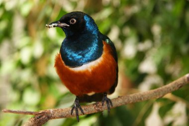 Erkek bir kuşa yaklaş.