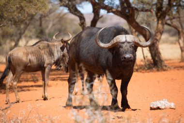 Afrika ya da Cape Buffalo boğası, syncerus caffer, Karoo çölünde kum ve savanada yürüyor.