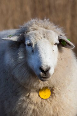 Bir koyunun yakın portresi.