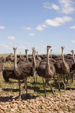 Bir grup genç devekuşu, Struth Camelus açık düzlüklerde birlikte yürüyorlar.