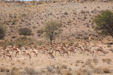 Springfield, Antidorcas Marsupialis, çölün kuru otlaklarında yürüyor ve otluyor.