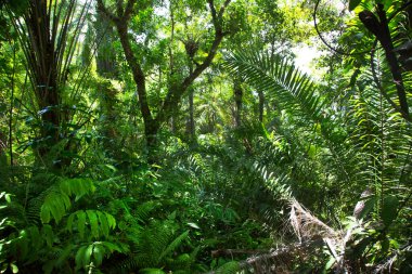 Güzel botanik çekimi, tropik yeşillik