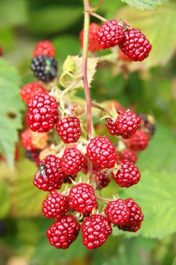 Olgun kırmızı böğürtlen dalında