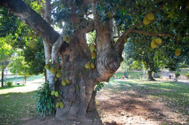 yeşil yaprakları ile ağaç üzerinde büyüyen durian meyve