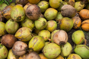 Pazarda taze yeşil hindistan cevizleri