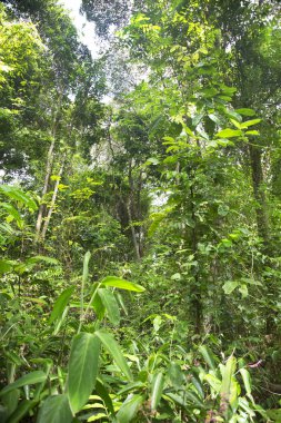 Güzel tropikal orman, orman yeşilliği