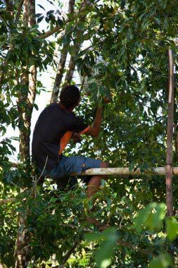 Yeşilli yeşil ağaçtaki adam hasat topluyor.