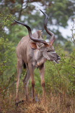 Erkek ya da boğa daha büyük kudu Tragelaphus strepsiceros 'un çalıların arasında duruşu.