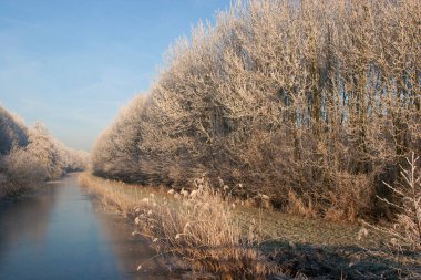 Donmuş orman ağaçlarıyla güzel bir manzara. 