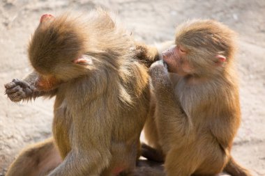 Hamadryas babun ailesi, papio hamedryas, birlikte oturup birbirlerini tımar ediyorlar.