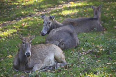 Ormanda genç siyah beyaz bir geyik