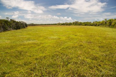 Yeşil Çimen ve Mavi Gökyüzü