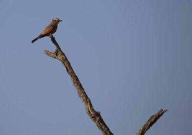 Arkadaki ağacın dalındaki bir kuş.