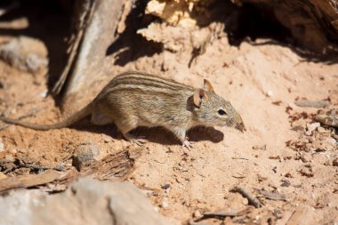 Dört çizgili çim faresi veya sıçan, Rhabdomys pumilio, çöl tabanında yiyecek arıyor.