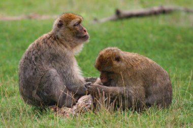 Vahşi ortamda şirin maymunlar