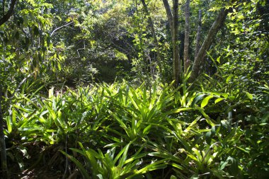 Güzel botanik çekimi, tropik yeşillik