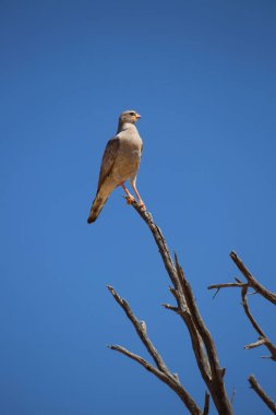 Bir yırtıcı kuş bir ağaç dalında oturuyor.