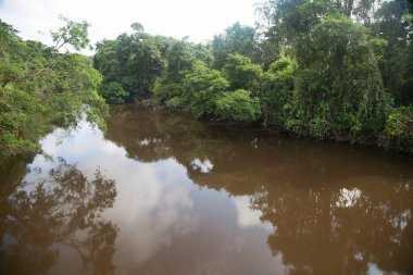 Ormandaki nehrin güzel manzarası