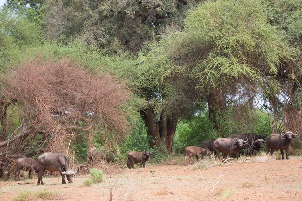 Afrikaanse Olifanten Savanne Van Kenya — Stockfoto