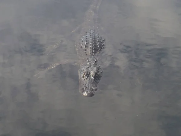 Krokodil Úszás Vízben — Stock Fotó