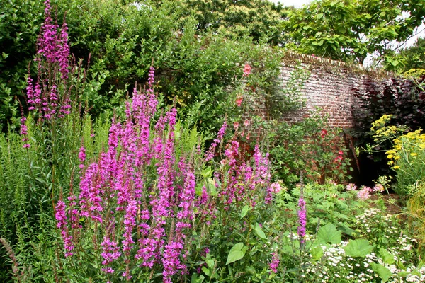 Fleurs Dans Parc Jardin Avec Herbe Verte — Photo