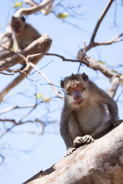 Yengeç Yiyen Uzun Kuyruklu Macaque Macaca Fascicularis Bölgeyi Rahatça Gözlemliyor — Stok fotoğraf